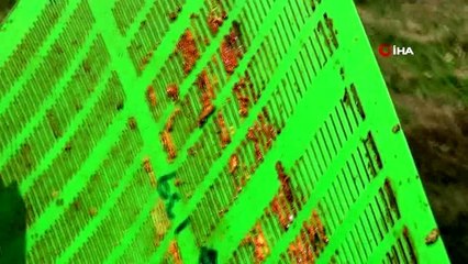 Eskiden çöpe atılan propolisler artık antibiyotik olarak kullanılıyor