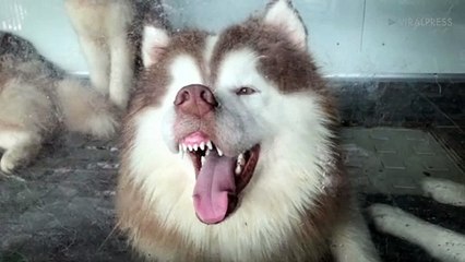 Funny Siberian Husky Sticks His Tongue Out