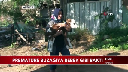 Prematüre Buzağıya Bebek Gibi Baktı
