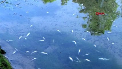 Mersin yüzlerce balık telef oldu