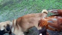 Dogs mating Chicken