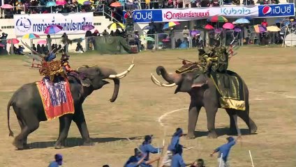 Elefanten in Thailand stellen Schlacht nach
