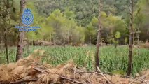 Desmantelada una organización criminal que cultivaba marihuana entre pinares de Aragón