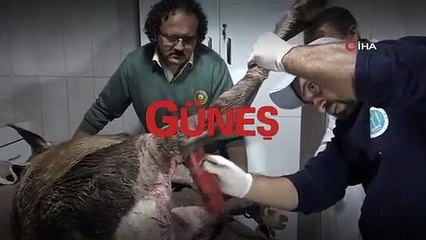 Avcıların vurduğu, köpeklerin parçaladığı geyiğin muhteşem dönüşü