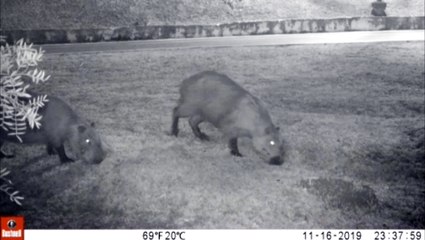 Em busca de suposta onça: veja o que câmeras registraram no Lago na última noite