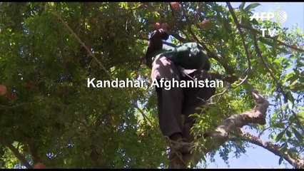 Afghan pomegranate growers squeezed as prices drop