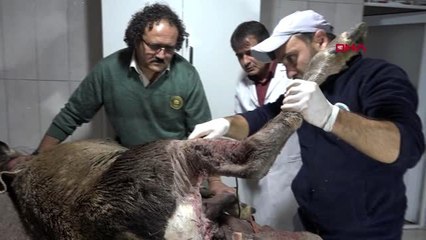 Bilecik geyiğin vücudundan 60 saçma çıkarıldı