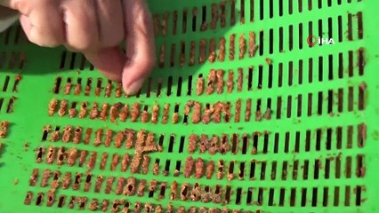 Eskiden Çöpe Atılan Propolisler Antibiyotik Olarak Kullanılıyor