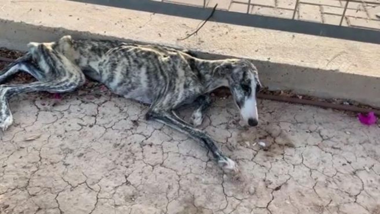 Vídeo viral: Rescatan a esta pobre perrita moribunda y desnutrida que no paraba de llorar en Murcia