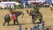 Thaïlande: les éléphants à l'honneur à Surin