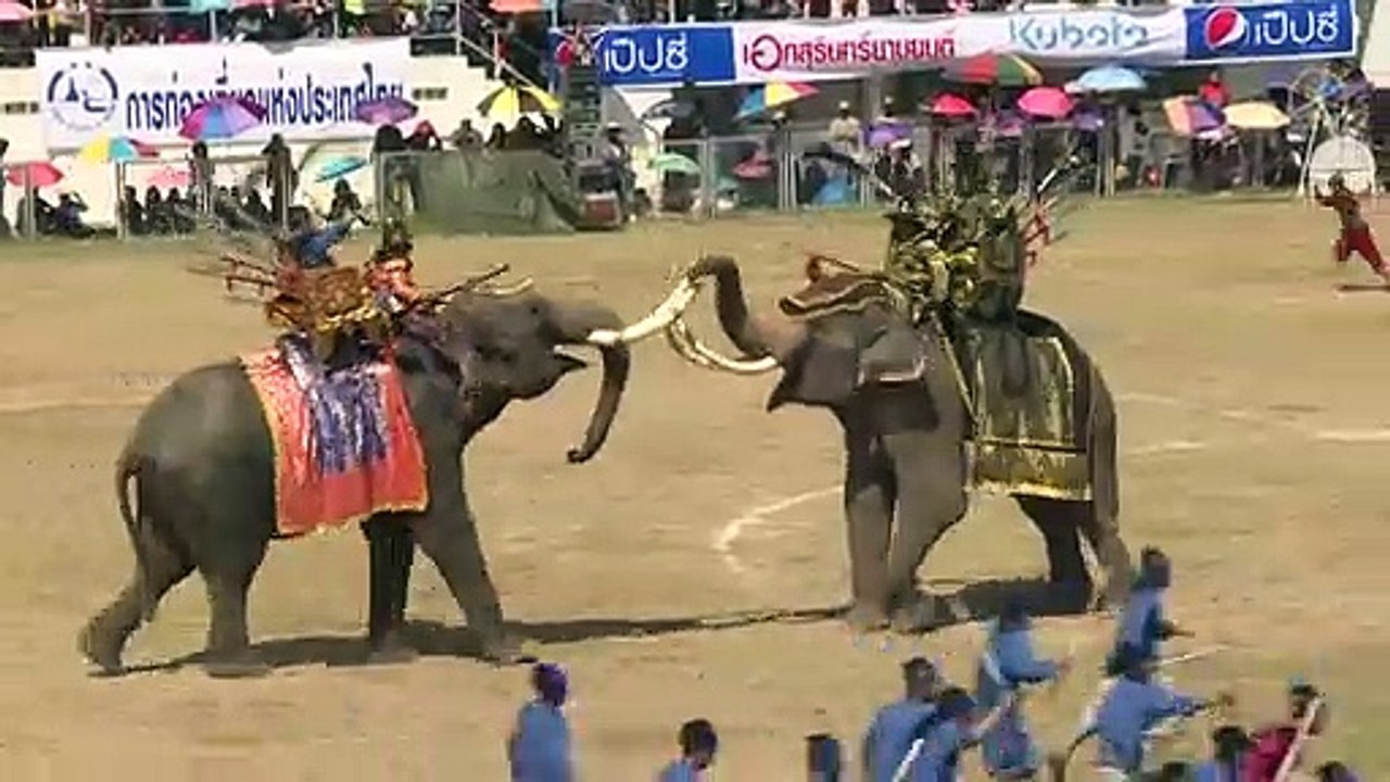 Thaïlande: les éléphants à l'honneur à Surin
