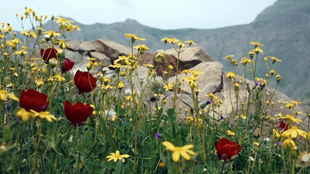 Kurdistan - Der  Traum vom eigenen Staat