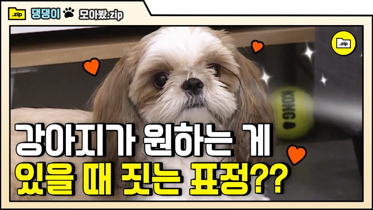 [#모아봤zip] 내 눈을 바라봐 내가 조종할지어다 댕댕이의 표정 맞추기 | #대화가필요한개냥 | #Diggle