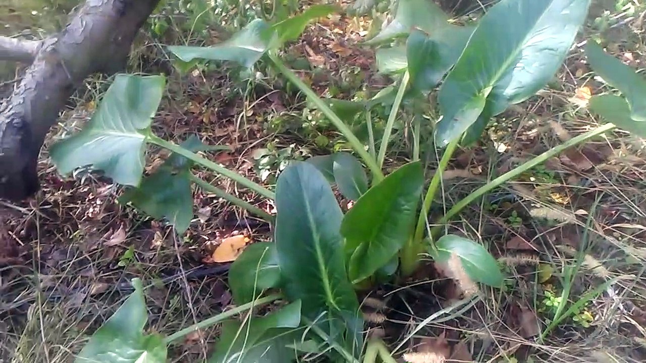 Yılan yastığı tirsik ada soğanı gavur pancarı yılan yastığı tirsik otunun faydaları çayının yararı