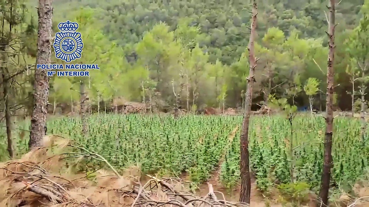 La Policía Nacional desmantela la mayor plantación de marihuana