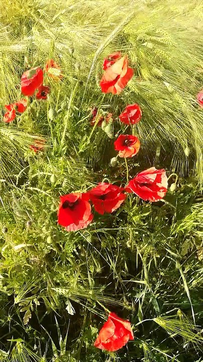 Mohn Juni 2019
