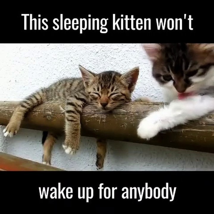 This sleepy kitten won't wake up for anybody | Cuteness overloaded | Cute kittens videos 2019