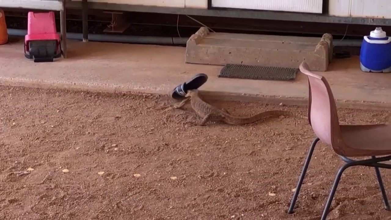 Devinez qui a volé la tongue... Le gros lézard