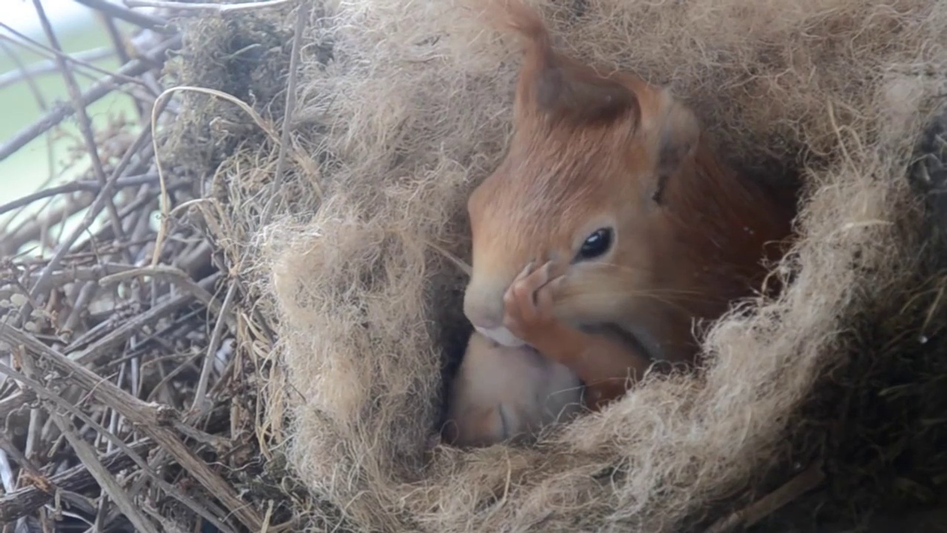 Cet Ecureuil Dans Son Nid Cache Quelque Chose De Merveilleux Video Dailymotion