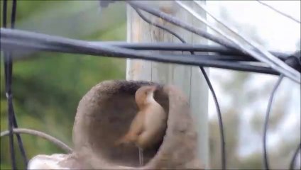 Les images incroyables d'oiseaux qui construisent leur nid