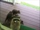 Une maman raton laveur emmène ses 4 petits sous le porche pour demander à manger