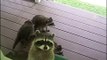 Une maman raton laveur emmène ses 4 petits sous le porche pour demander à manger