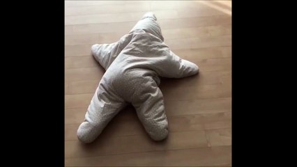 Avez-vous déjà vu une étoile de mer qui rampe?...