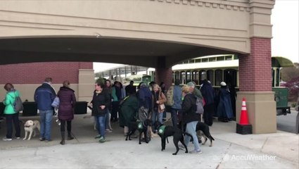 Service dogs-in-training practice being in crowds