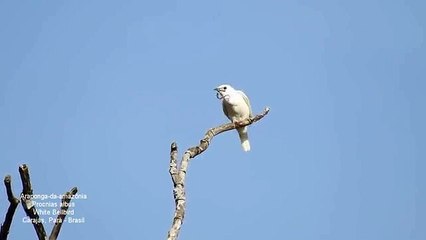 Ave com 30 centímetros tem o canto mais alto do mundo!