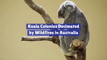 Koala Colonies Are Being Destroyed By Wildfires