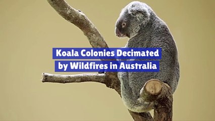 Koala Colonies Are Being Destroyed By Wildfires