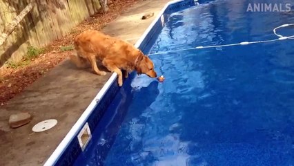 TRY NOT TO LAUGH - Funny Animals Videos 2019 - Dogs Love Water