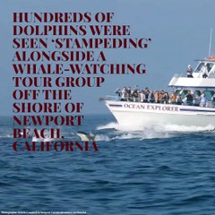 Watch 100 Dolphins Swimming in the Ocean