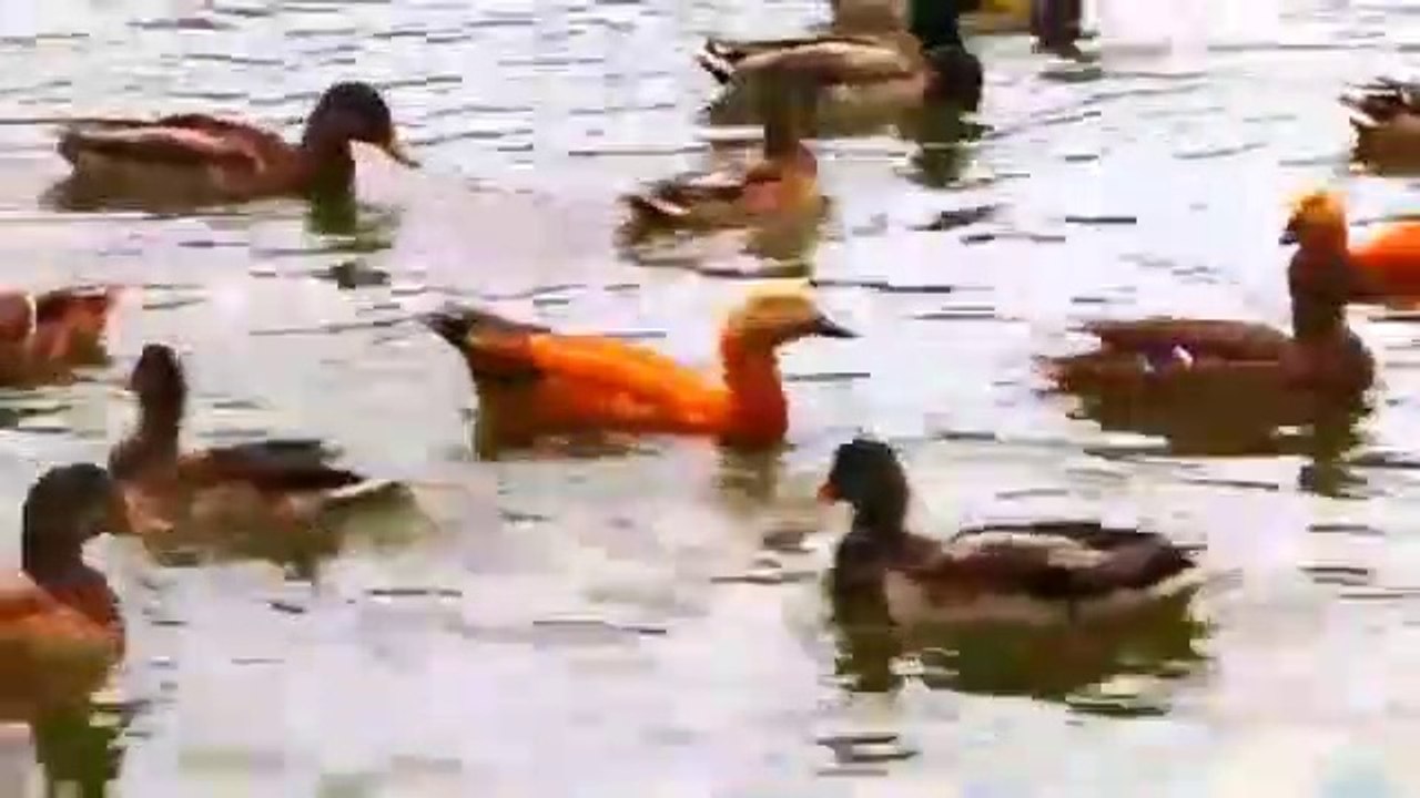 बहुत सुंदर बतख                           - gondia. maharashtra ( 360 X 640 )