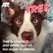 These border collies are the best trained dogs in the world! - Naturee Wildlife