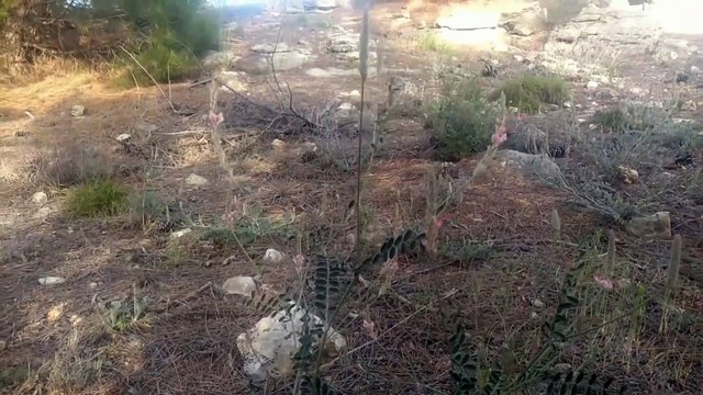 Bu bitkinin adı nedir dalak otumudur kurak topraklarda yetişen endemik bitki türü tüylü gri yaprağı