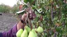 Çanakkale'de 2 ayda ikinci kez meyve veren ağaç sahibini şaşırttı