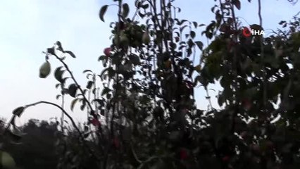 Çanakkale'de 2 ayda ikinci kez meyve veren ağaç sahibini şaşırttı