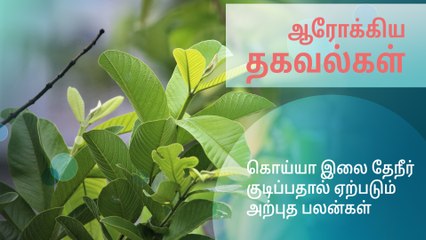 கொய்யா இலை தேநீர் குடிப்பதால் ஏற்படும் அற்புத பலன்கள்..!