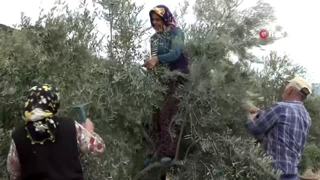 Maden ocaklarının kapandığı Ermenek'te zeytin, yöre halkının umudu oldu