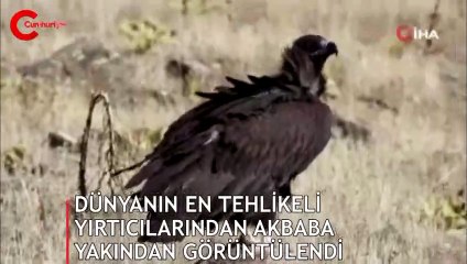 Dünyanın en tehlikeli yırtıcılarından... Sansa Deresi'nde yakından görüntülendi!