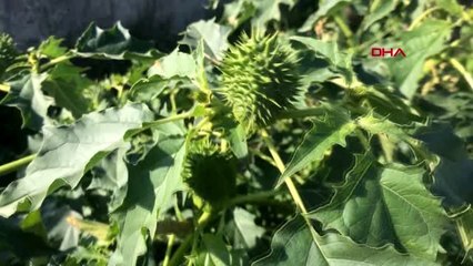 Fitoterapi uzmanı güngör'den 'tatula' uyarısı