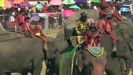 A hundred Thai elephants take part in battle reenactment
