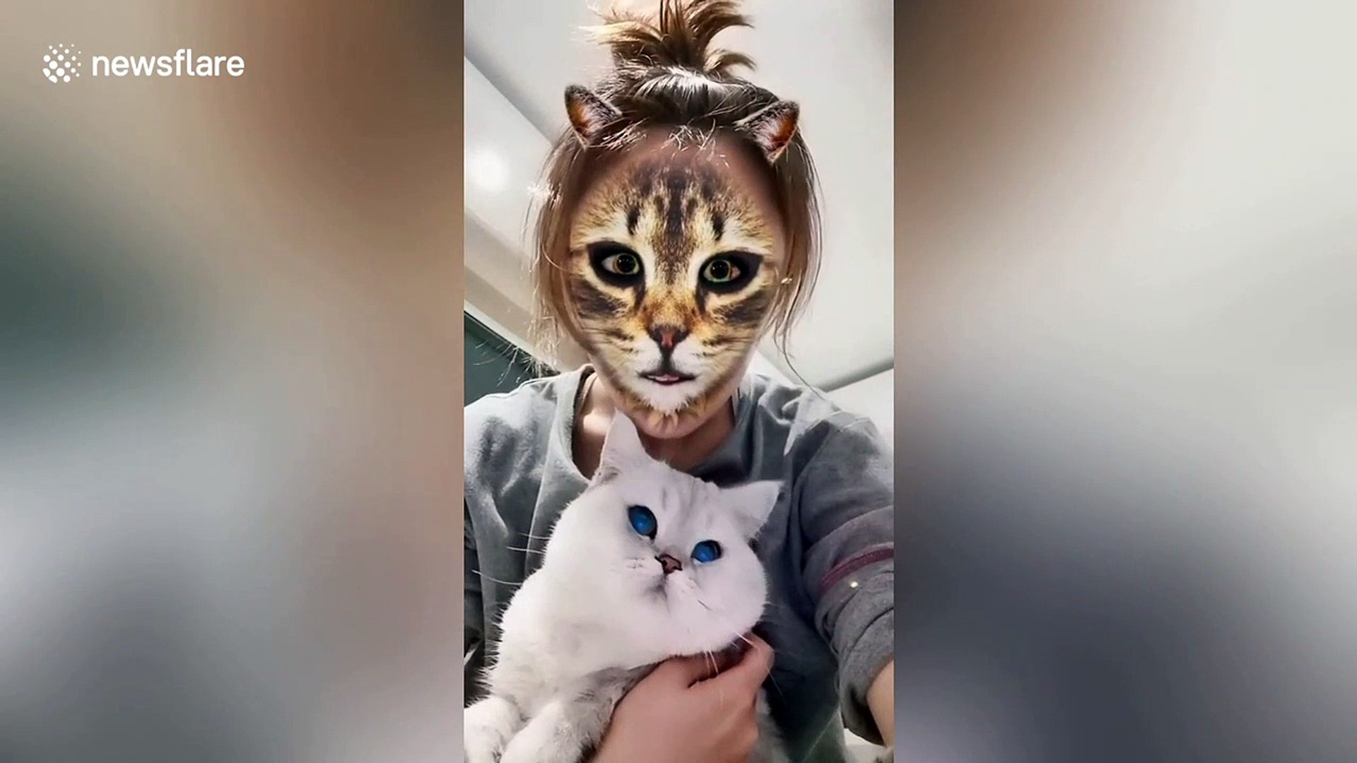 Cats give hilarious reactions when they see feline filter on owners' faces  - video Dailymotion
