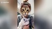 Cats give hilarious reactions when they see feline filter on owners' faces
