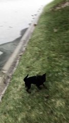 Laitue tombe à travers la glace