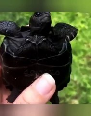 سبحان الله خالق الكون