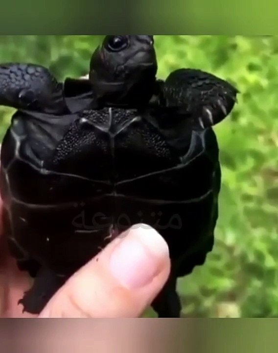 سبحان الله خالق الكون