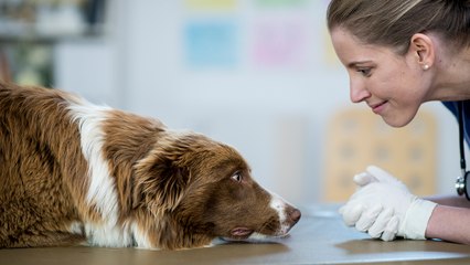 Vierbeiner aufgepasst! Forscher suchen 10.000 Hunde für Studie!