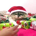 Um Gato que não partilha ás prendas de Natal com ninguém.